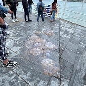 Alarma en la playa de San Lorenzo por la presencia de grandes ejemplares de medusas