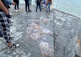 Socorristas recogen un ejemplar de medusa de grandes dimensiones en San Lorenzo.