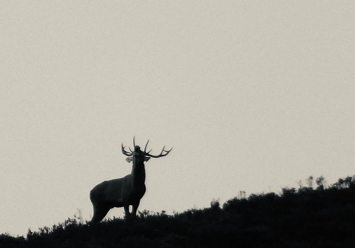 Un venado en la época de celo en las montañas del Alto Aller.
