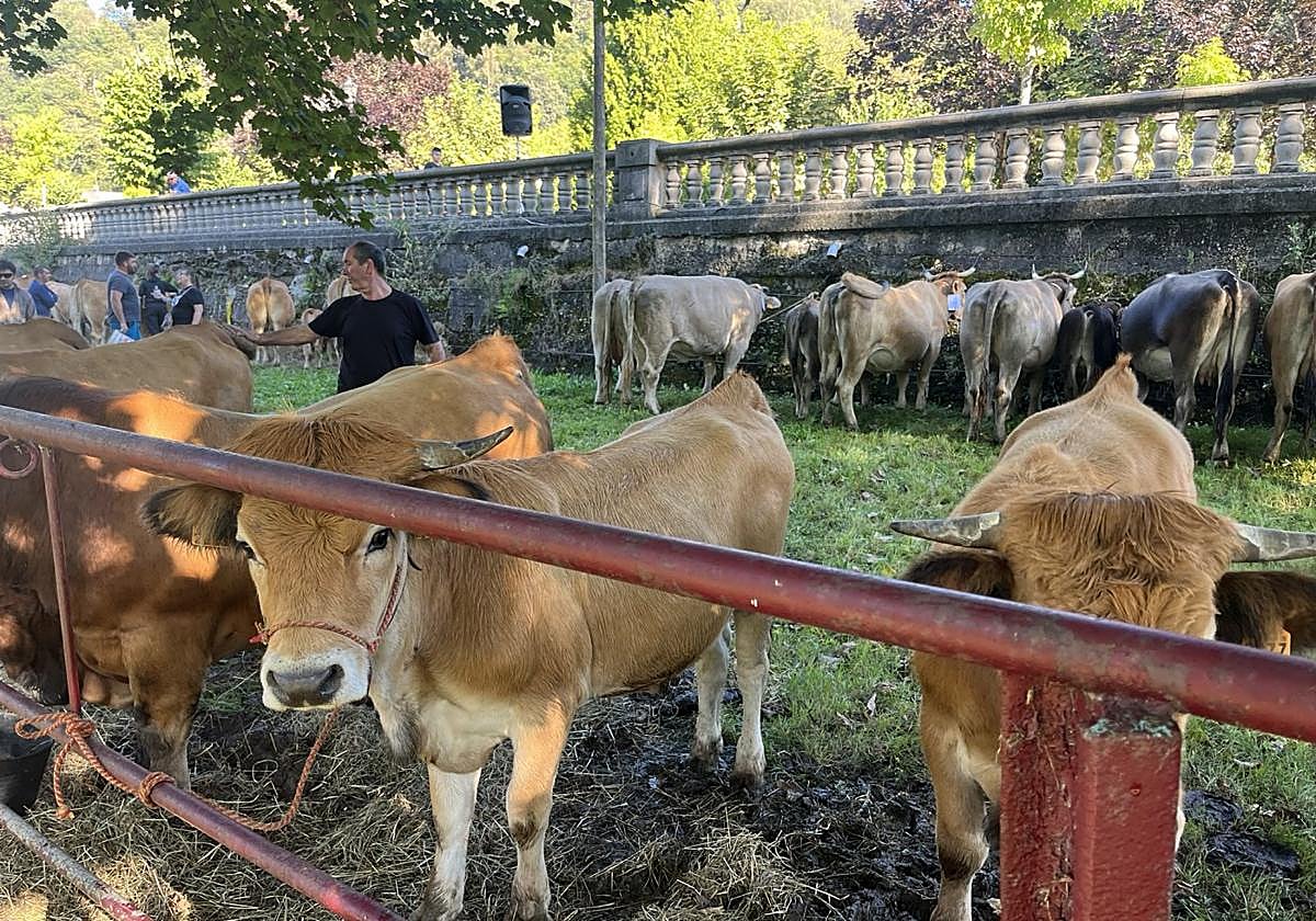 Vacas exhibidas en el certamen ganadero de San Martín del Rey Aurelio celebrado el pasado domingo.