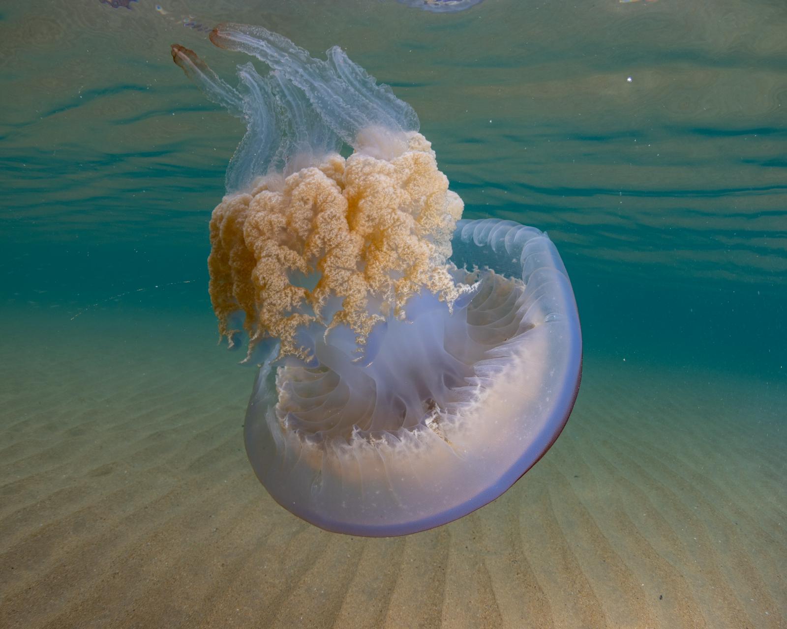 Las impresionantes imágenes de las medusas bajo el mar en Gijón