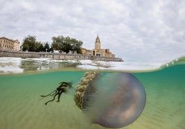 Una gigantesca medusa fotografiada en la playa de San Lorenzo.