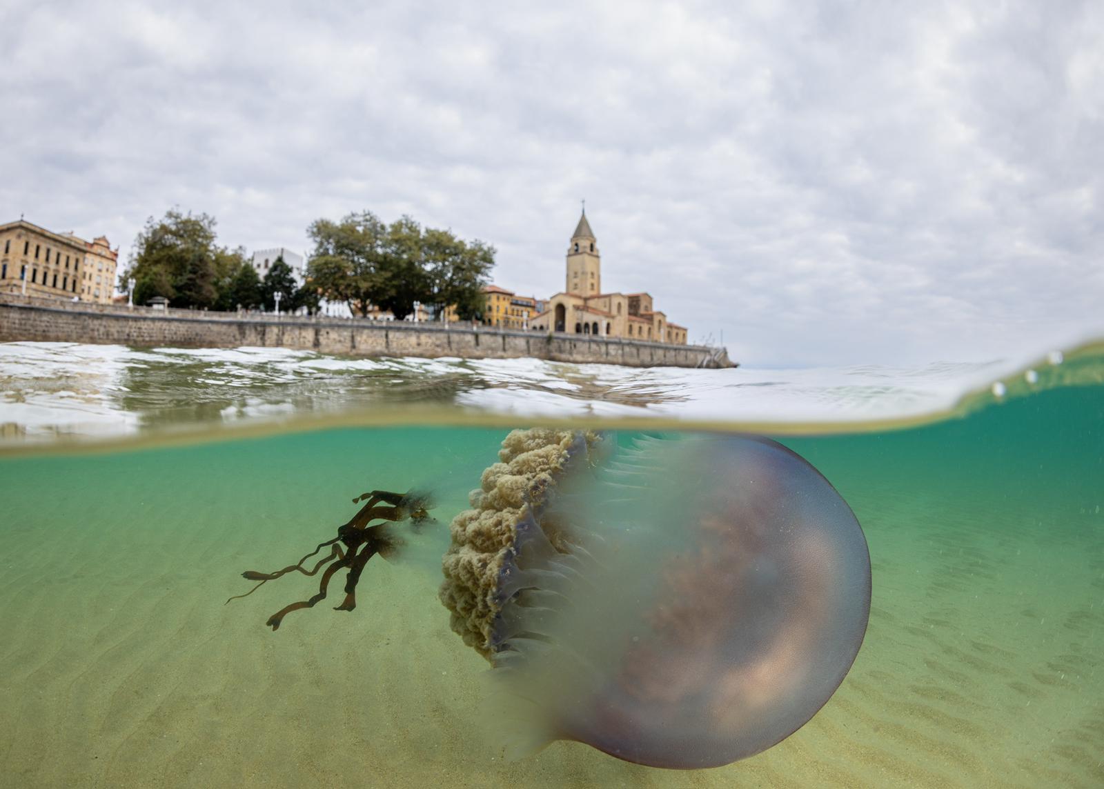 Las impresionantes imágenes de las medusas bajo el mar en Gijón