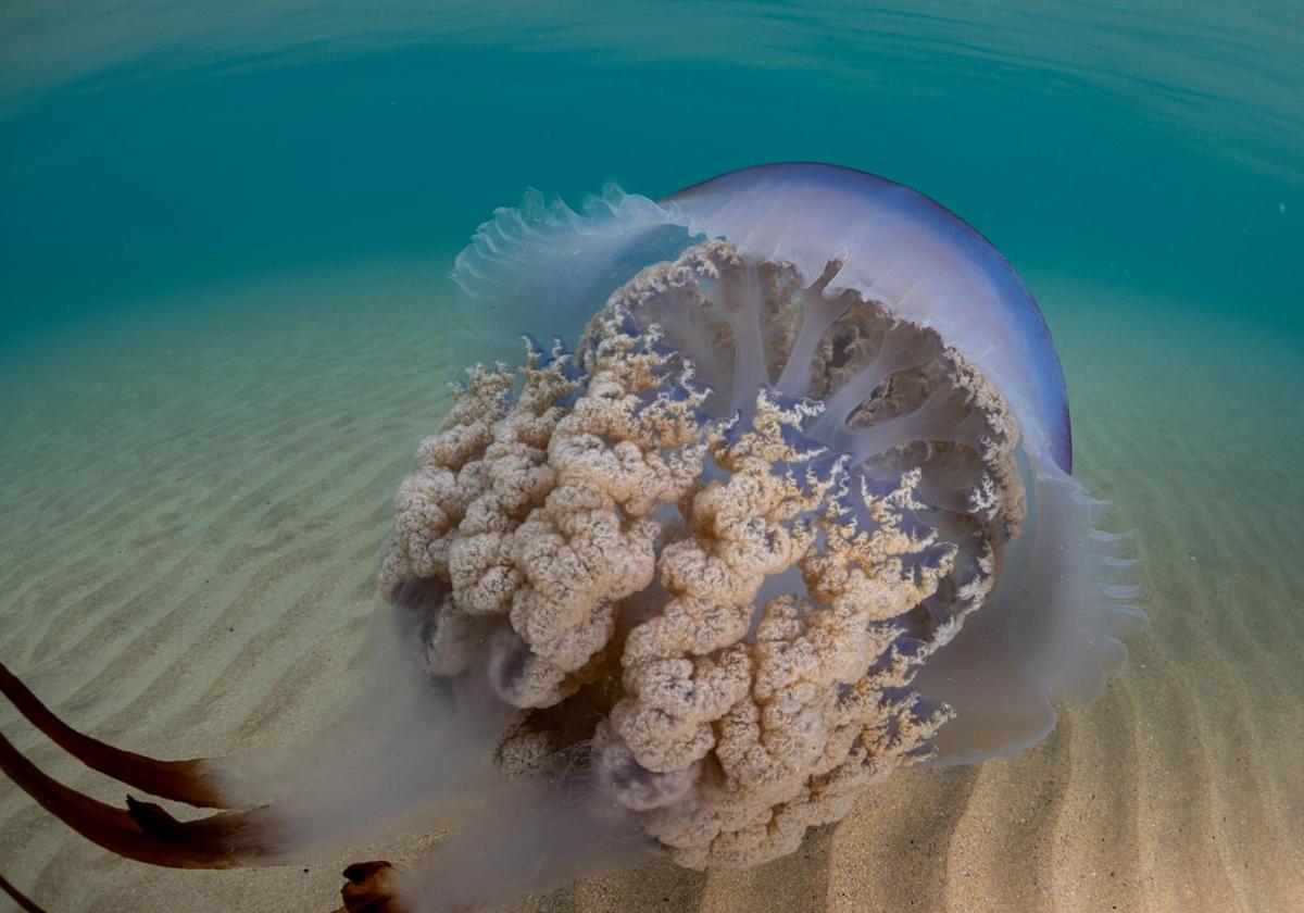 Una imagen de una medusa bajo el agua de San Lorenzo.