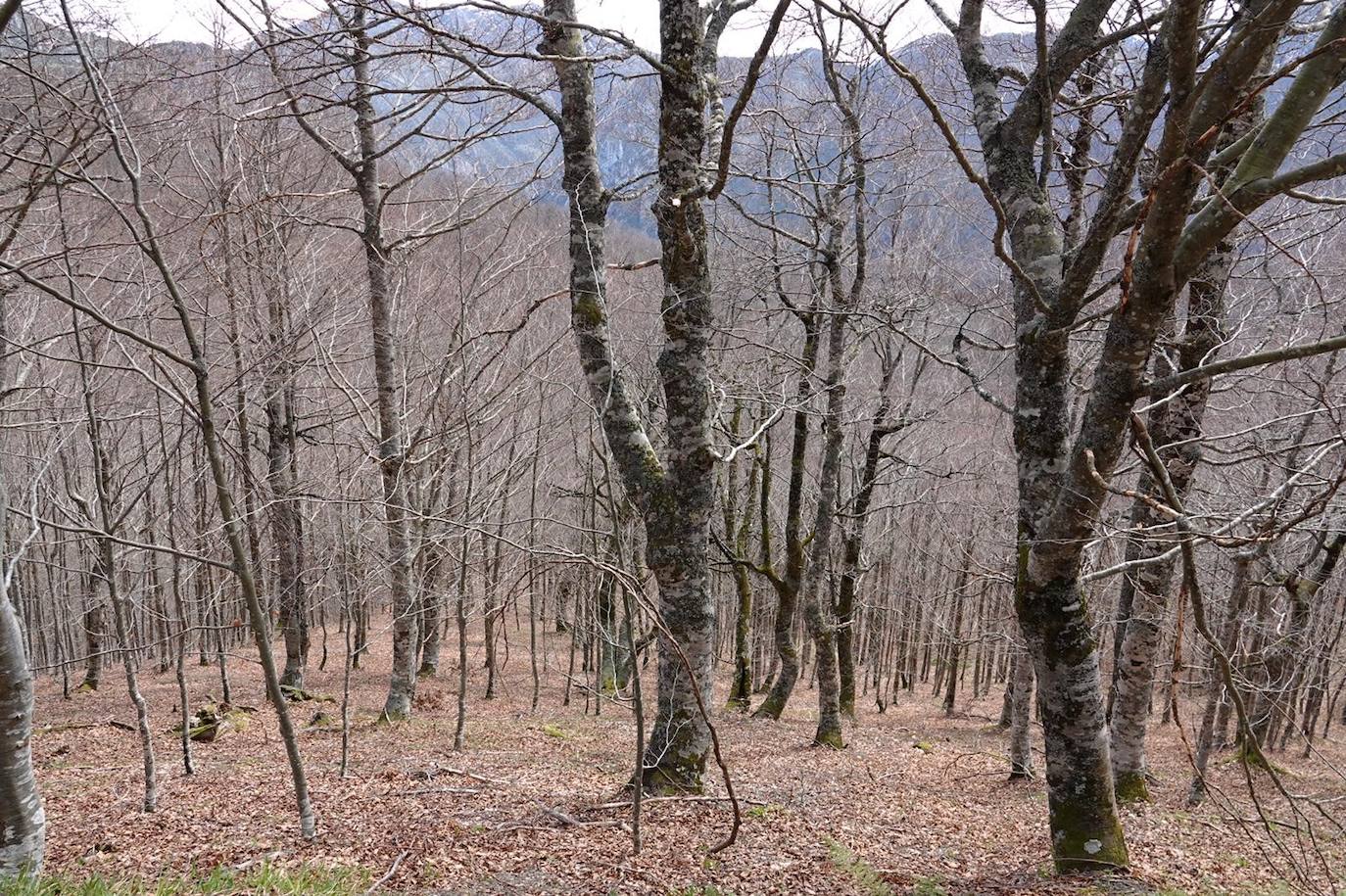 Parte del bosque que se recorre para encontrar el Roblón de Bustiellos