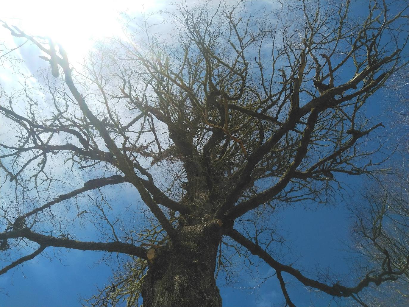 El roblón de Bustiellos es un tesoro digno de conocer en plena Reserva de la Biosfera de Ponga