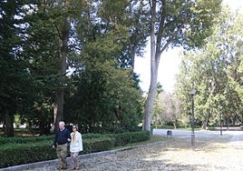 Chopos en el parque de Isabel la Católica, que también están afectados.