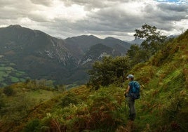 Una actividad para toda la familia en el Parque Natural de Redes que, además de ofrecer la posibilidad de disfrutar del fenómeno de la berrea, pretende dar a conocer la biología de los ciervos y las caracteristicas de los bosques y las laderas en las que habitan