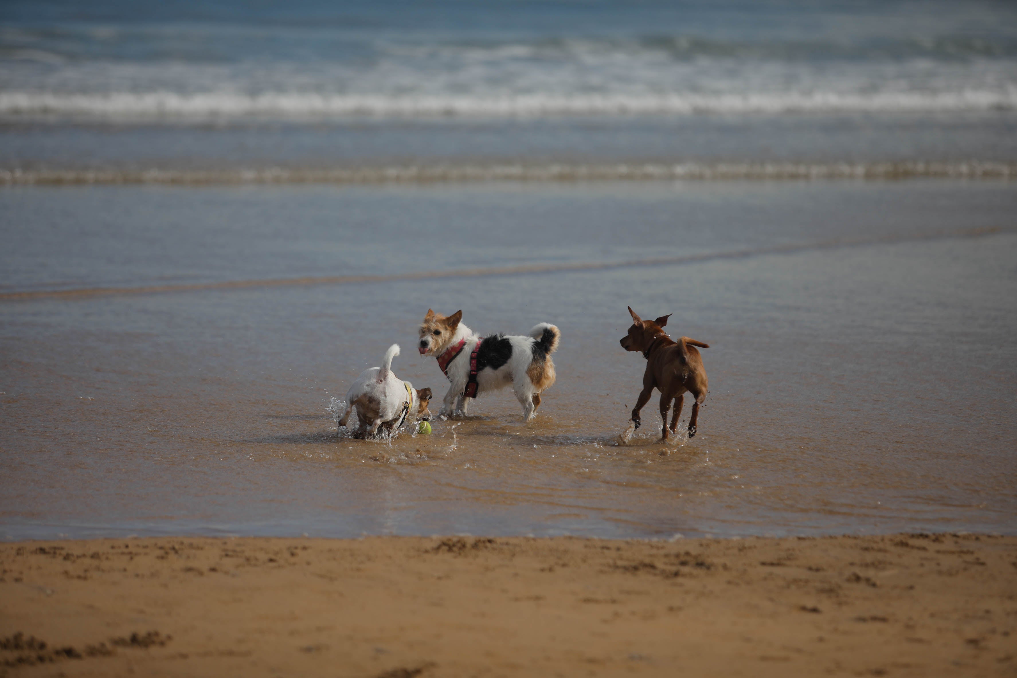 Diversión canina en San Lorenzo: los perros vuelven a playa