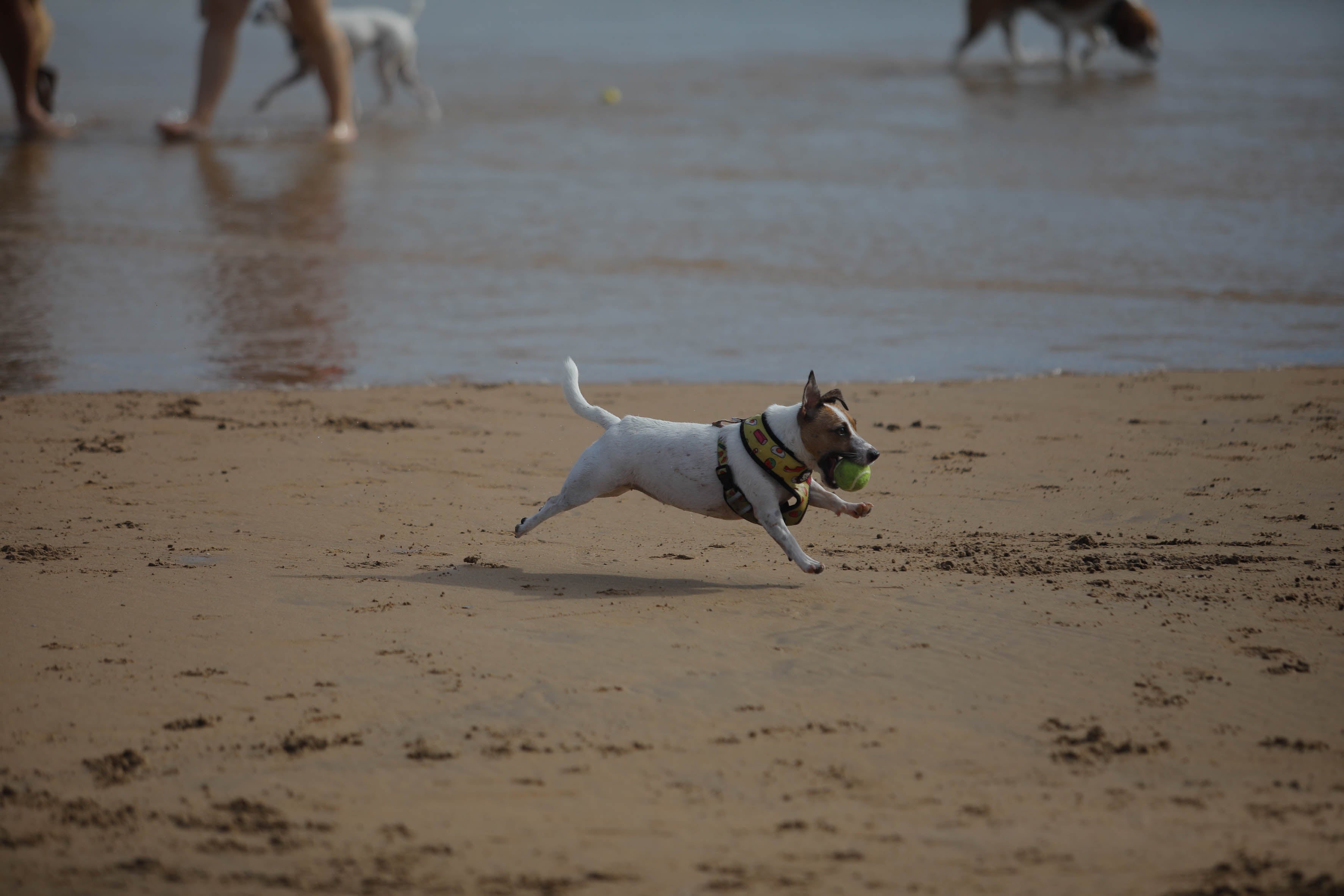 Diversión canina en San Lorenzo: los perros vuelven a playa