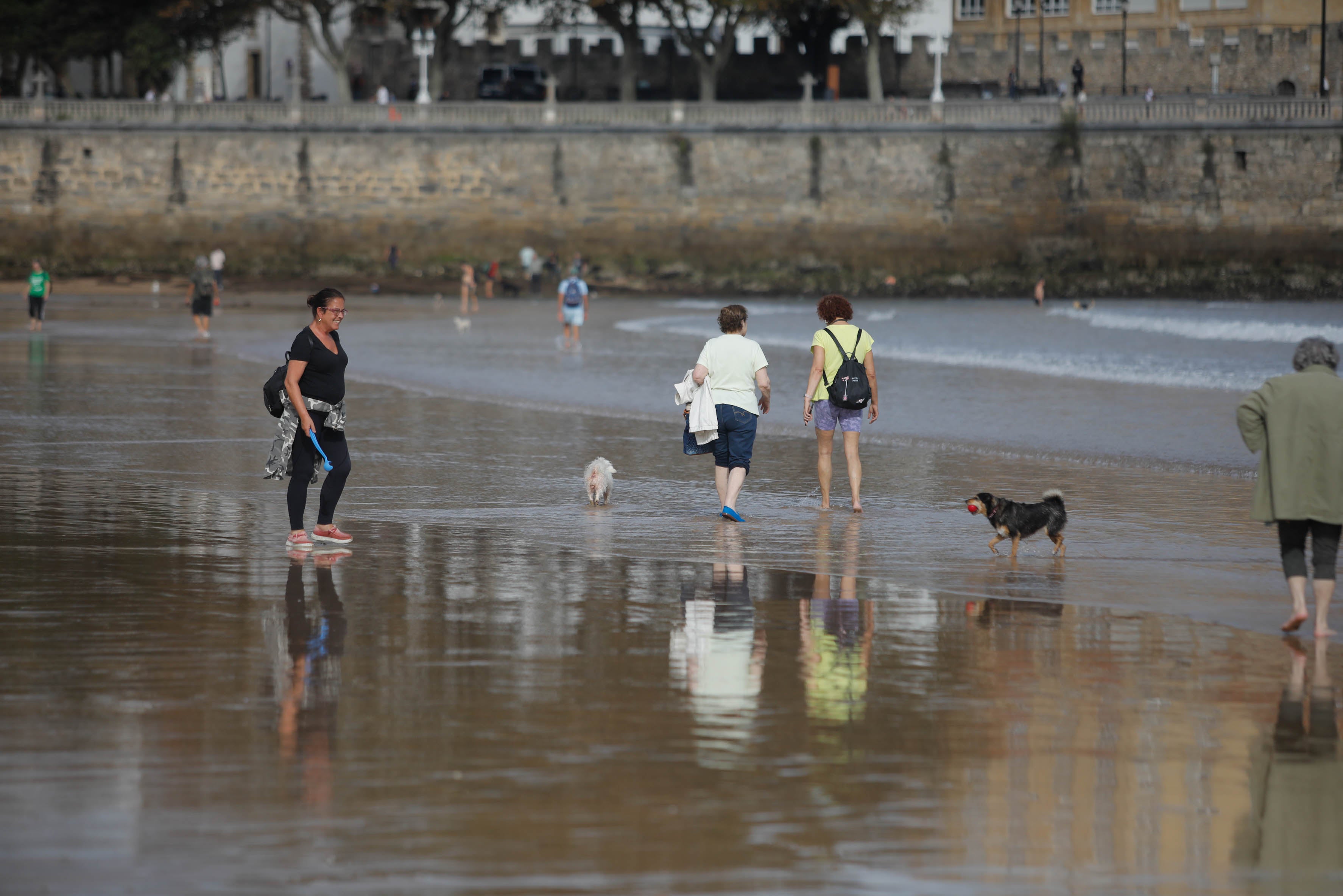 Diversión canina en San Lorenzo: los perros vuelven a playa