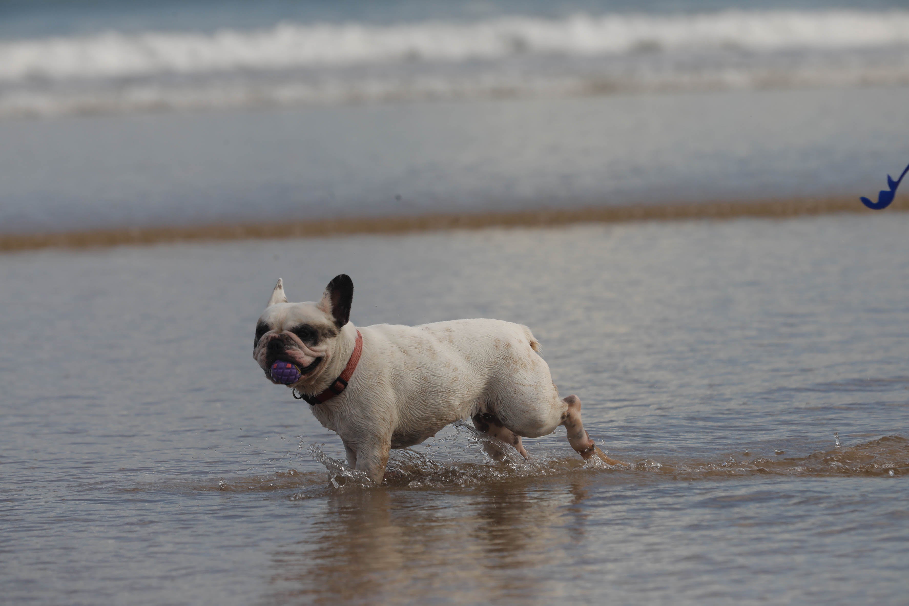 Diversión canina en San Lorenzo: los perros vuelven a playa