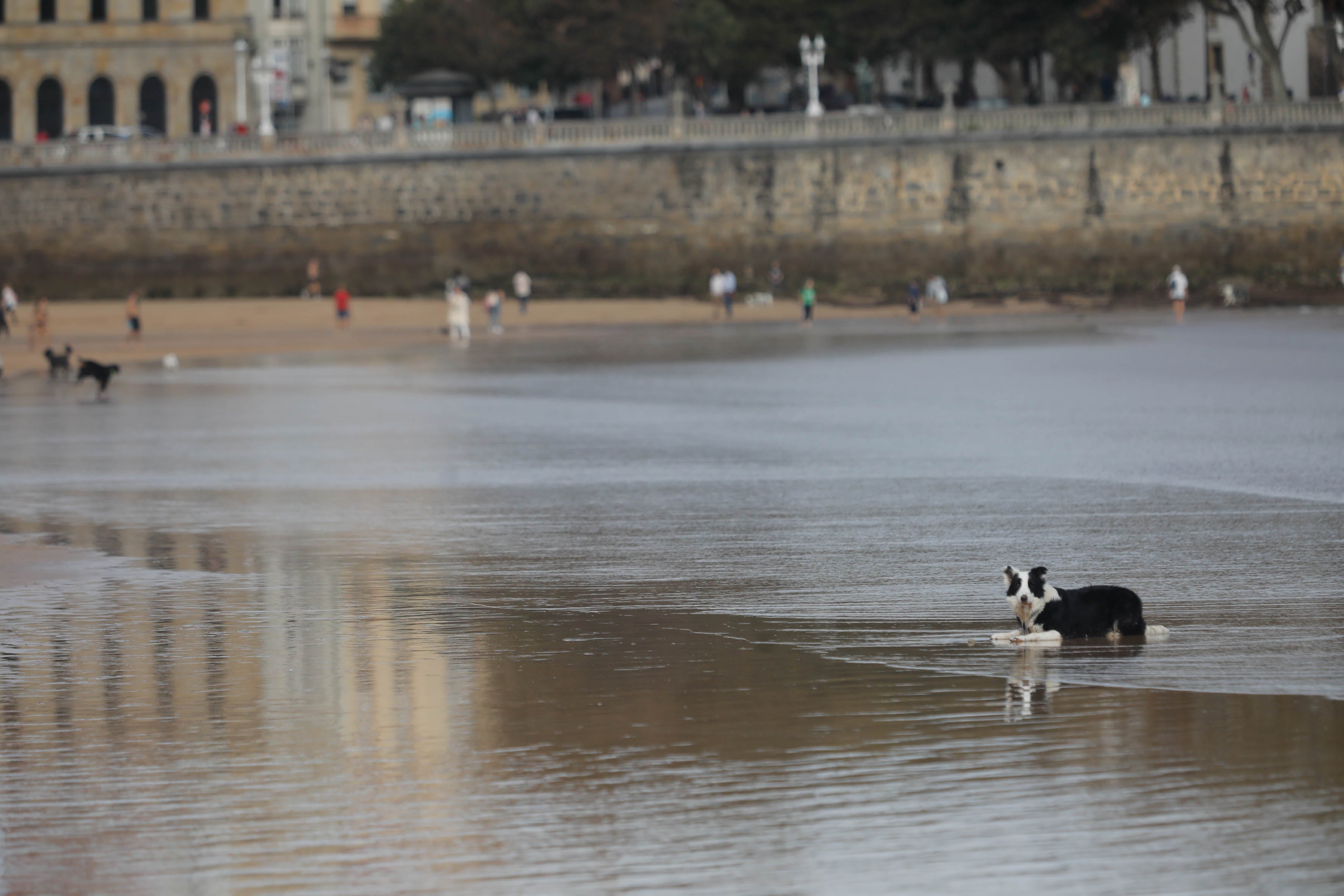 Diversión canina en San Lorenzo: los perros vuelven a playa