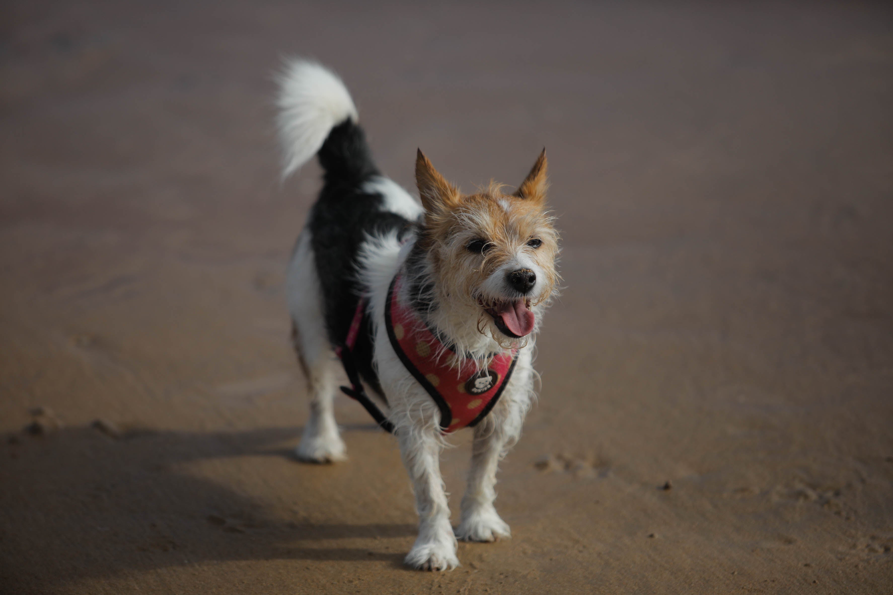 Diversión canina en San Lorenzo: los perros vuelven a playa