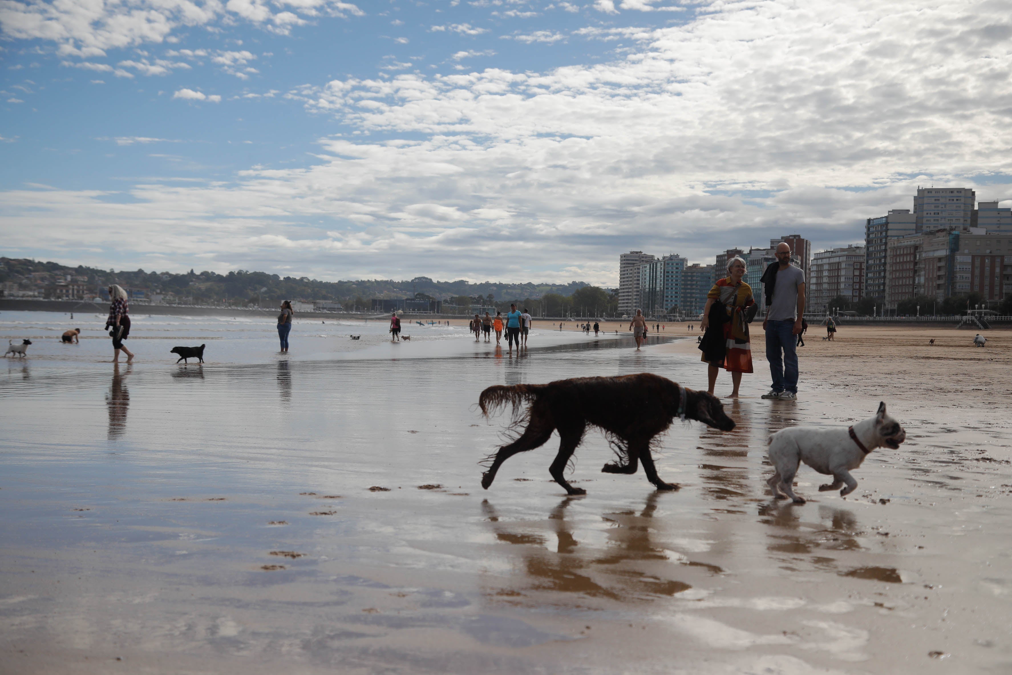 Diversión canina en San Lorenzo: los perros vuelven a playa