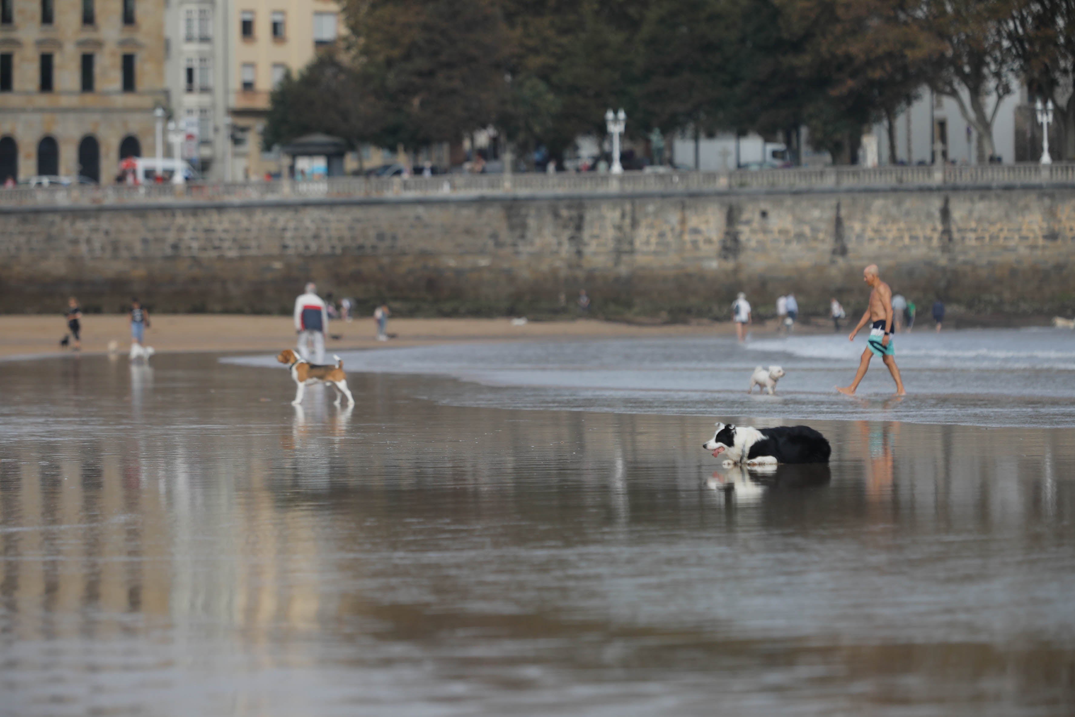 Diversión canina en San Lorenzo: los perros vuelven a playa