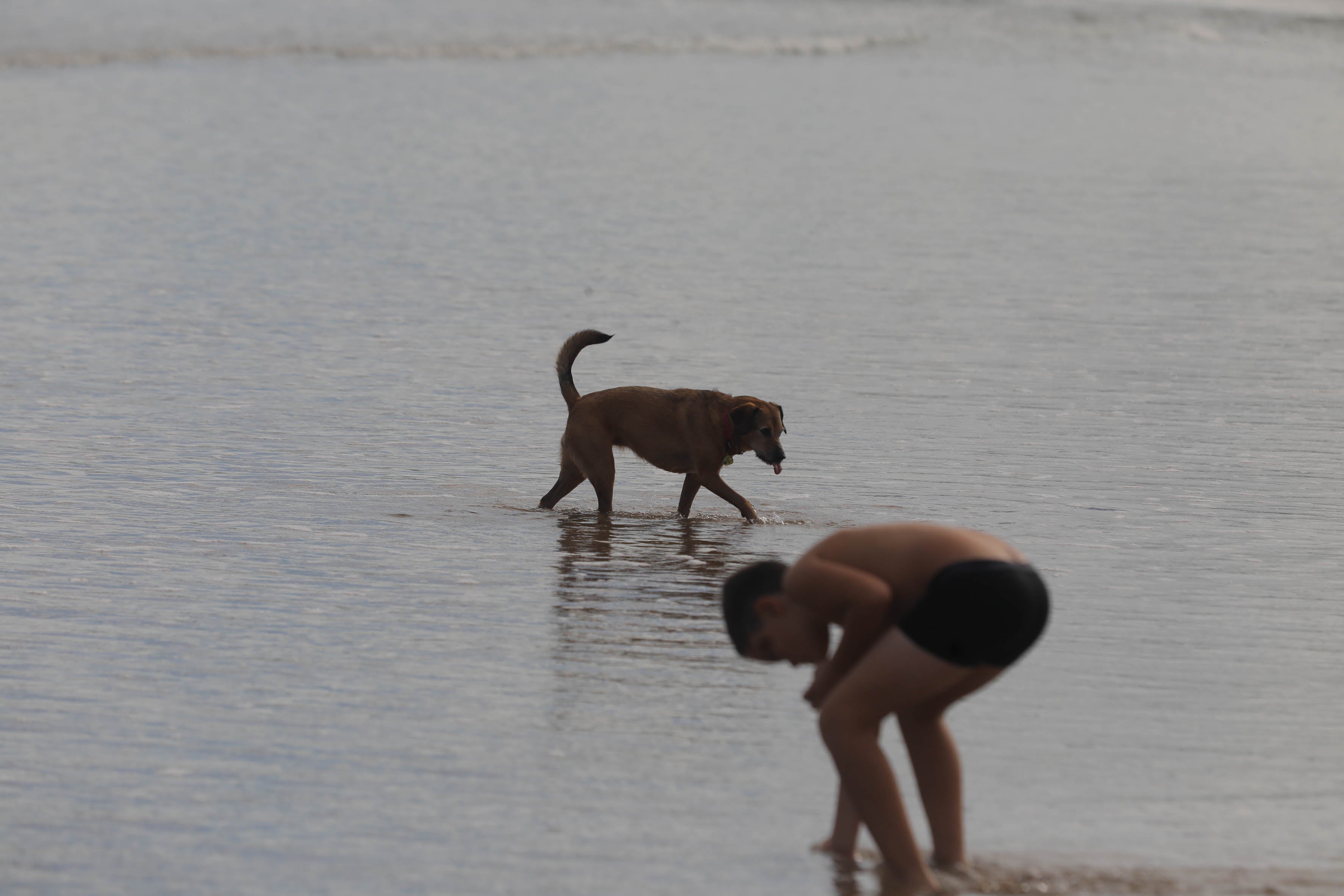 Diversión canina en San Lorenzo: los perros vuelven a playa