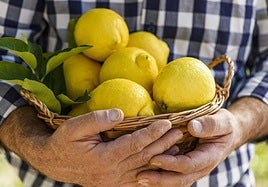 Recetas para sacar todo el partido al limón en cocina