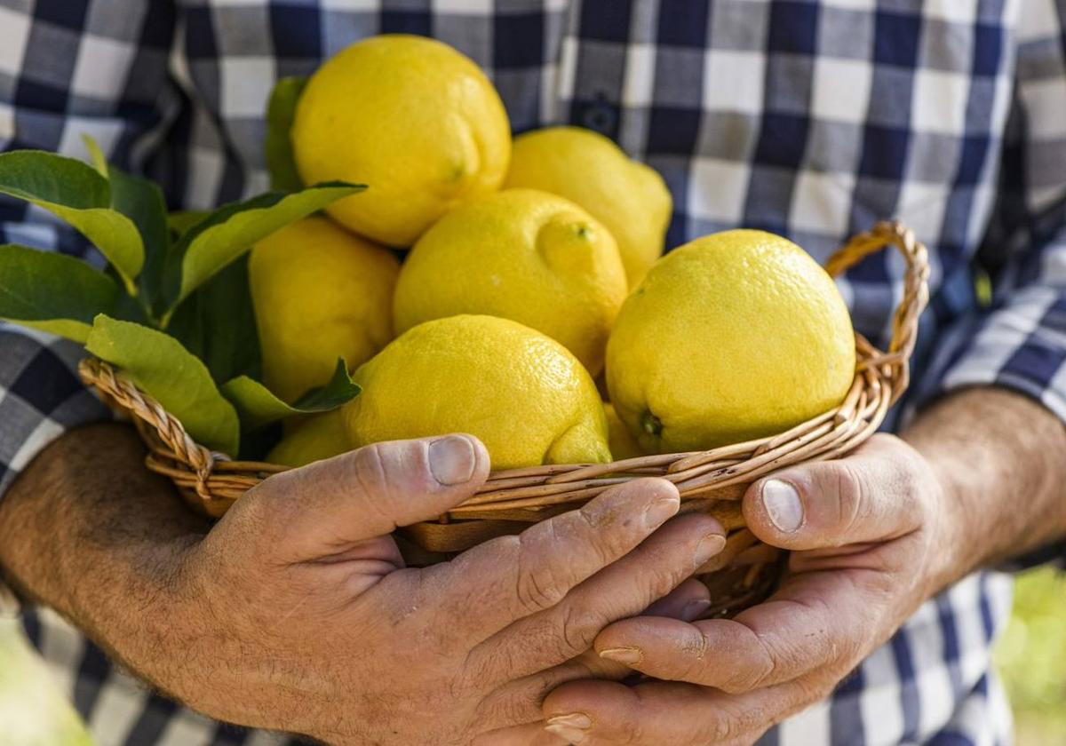 Recetas para sacar todo el partido al limón en cocina