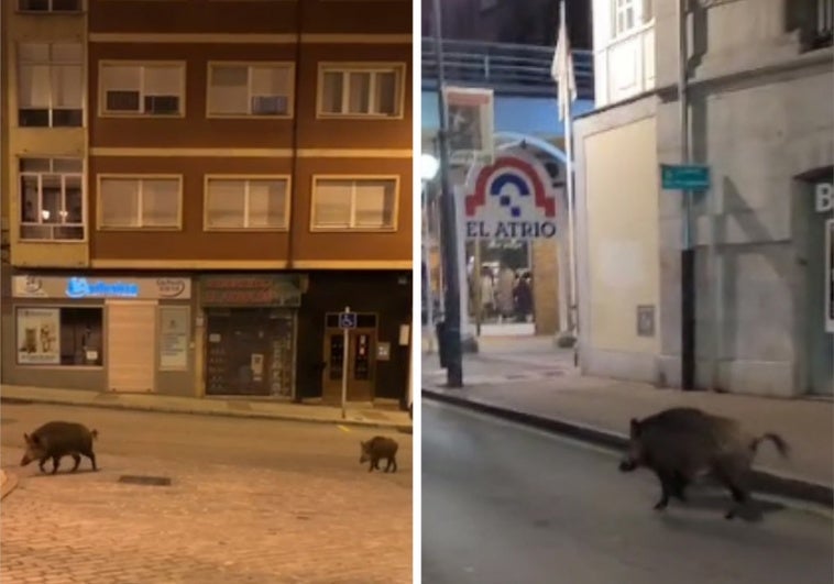 Los jabalíes campan a sus anchas por el centro de Avilés