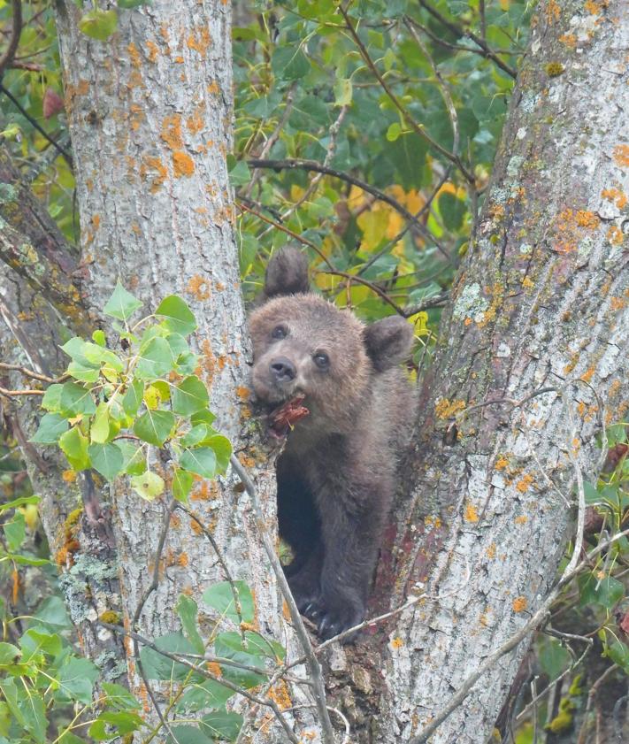 Imagen secundaria 2 - El oso de Barniedo y la osezna 'Cova' en Asturias comparten recinto de aclimatización en Valsemana.