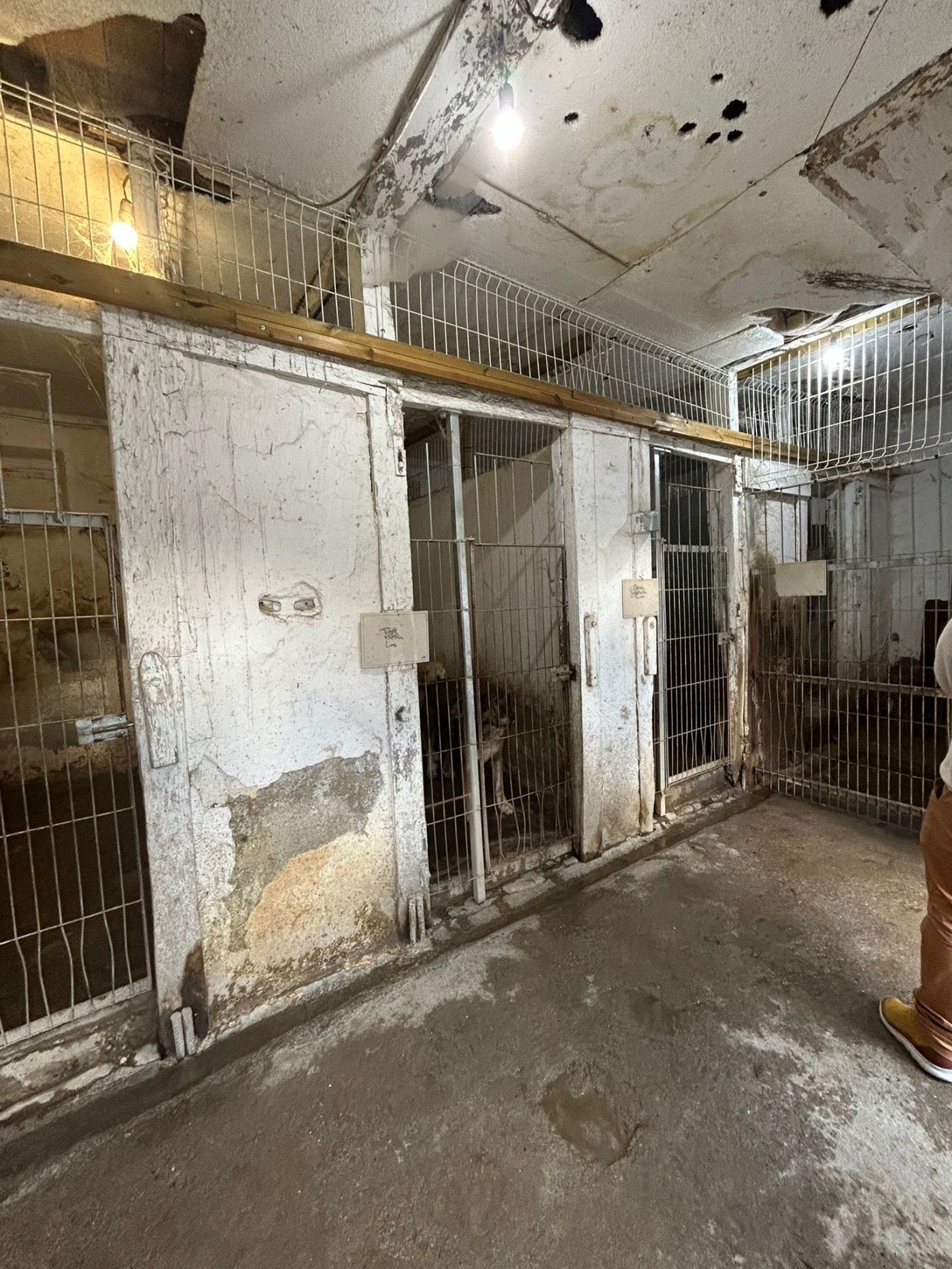 Estado de las instalaciones del albergue de animales de Aller.