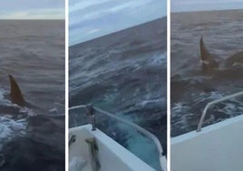 Del calamar gigante de Llanes a dos orcas en Suances: el susto de dos marineros en alta mar