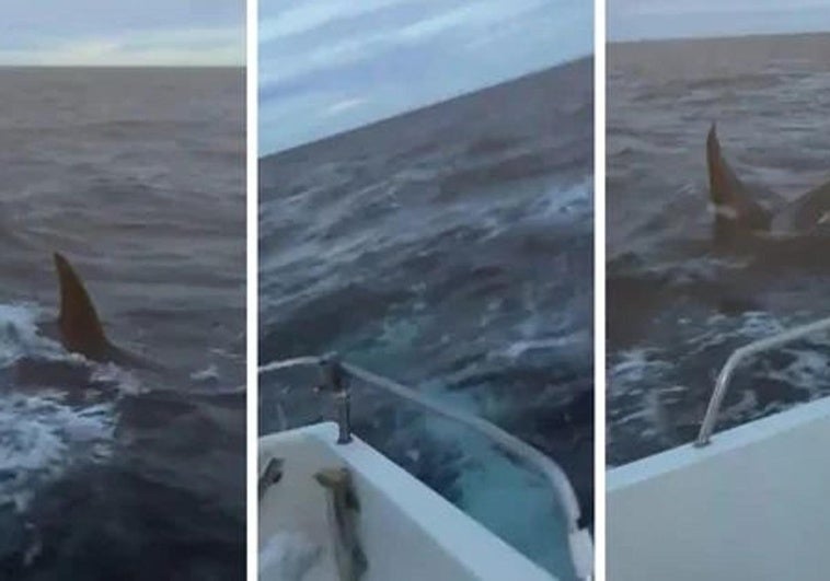 Del calamar gigante de Llanes a dos orcas en Suances: el susto de dos marineros en alta mar