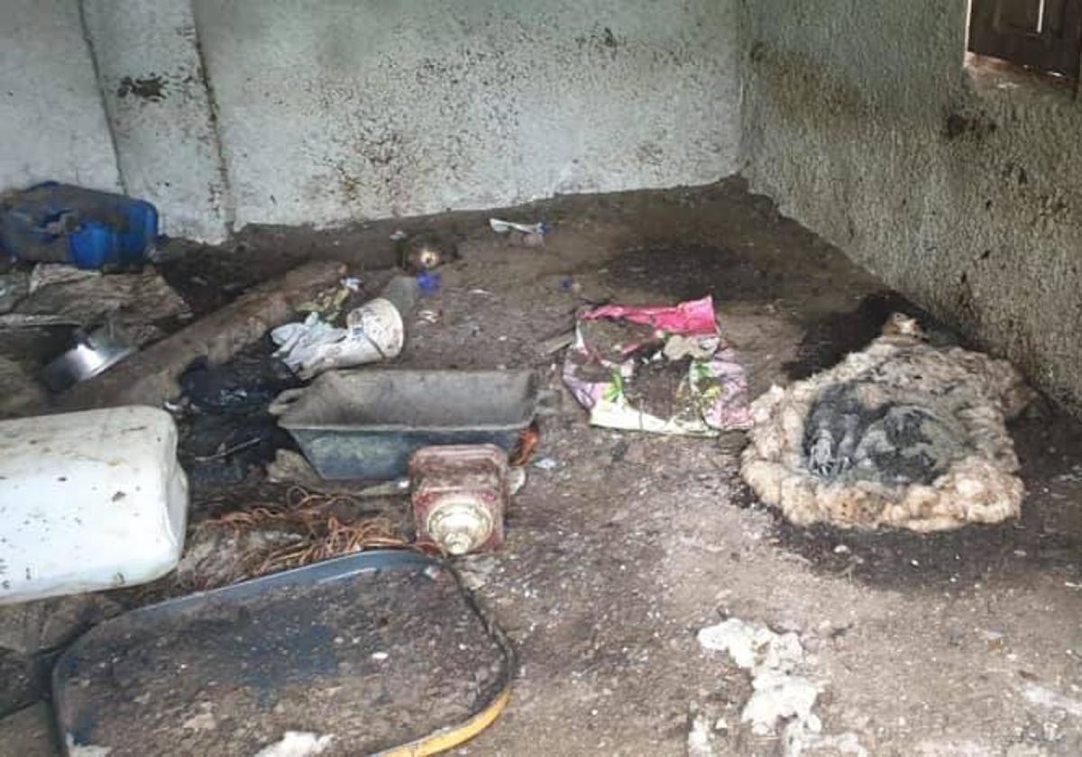 La «finca de los horrores» de Poo de Llanes: piden prisión para los dos acusados por dejar morir a ovejas y cabras