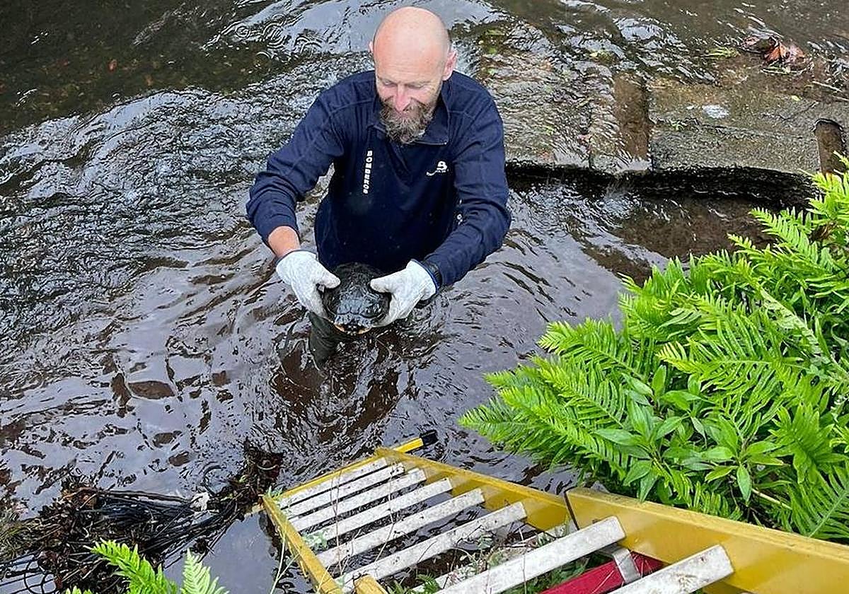 Rescatan a una tortuga en el río Magdalena, en Avilés, que era incapaz de llegar a la orilla