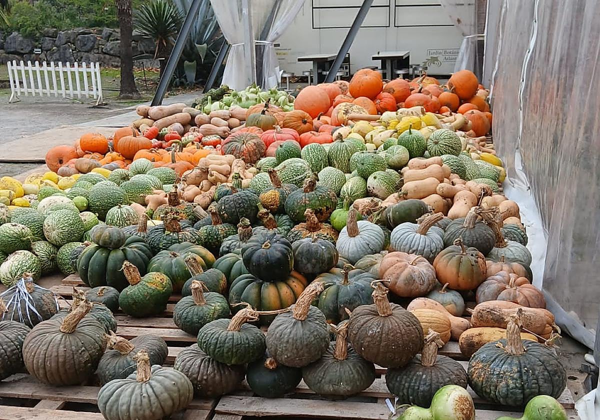 Calabazas apiladas en el Botánico para su distribución con vistas al Samaín el 1 de noviembre.