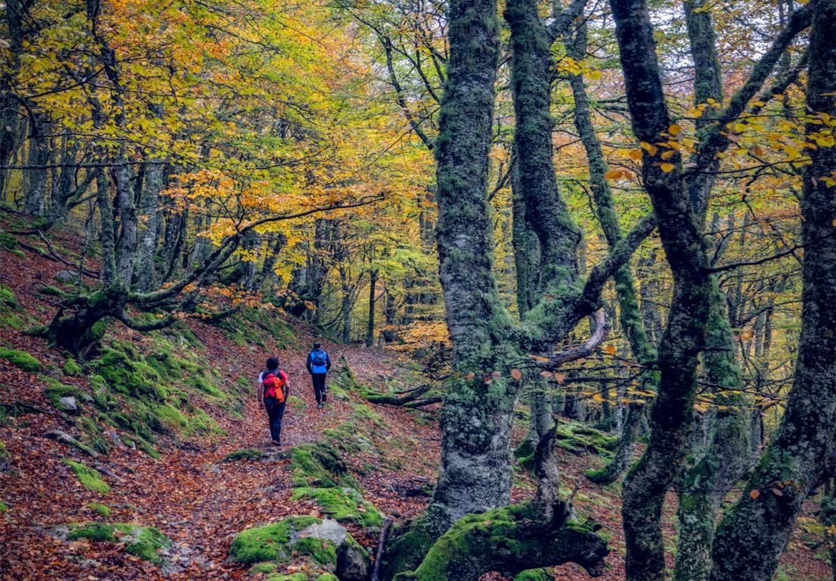 Subir a Brañagallones por senderos prendidos de hayedos y majadas aisladas, pernoctar en el refugio, ver el amanecer desde el Cantu´l Osu, regresar dando un rodeo para pisar más bosques y vegas... el plan es perderse en el otoño de Redes y desconectar dos días completos, conectando con las montañas