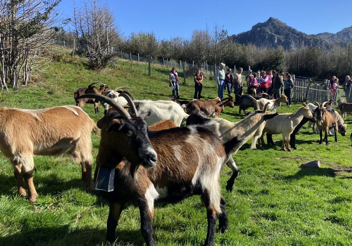 Las cabras del vallado virtual (en primer plano, con el collar GPS), durante la visita de ambas delegaciones.