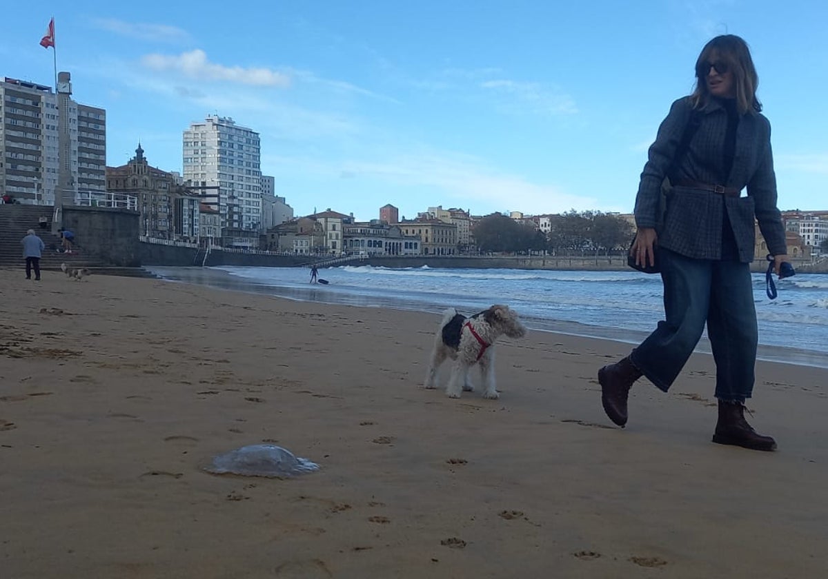 Esta mañana reaparecieron numerosos ejemplares en el arenal gijonés.