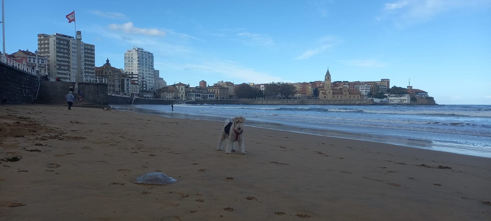 Las medusas reaparecen en Gijón