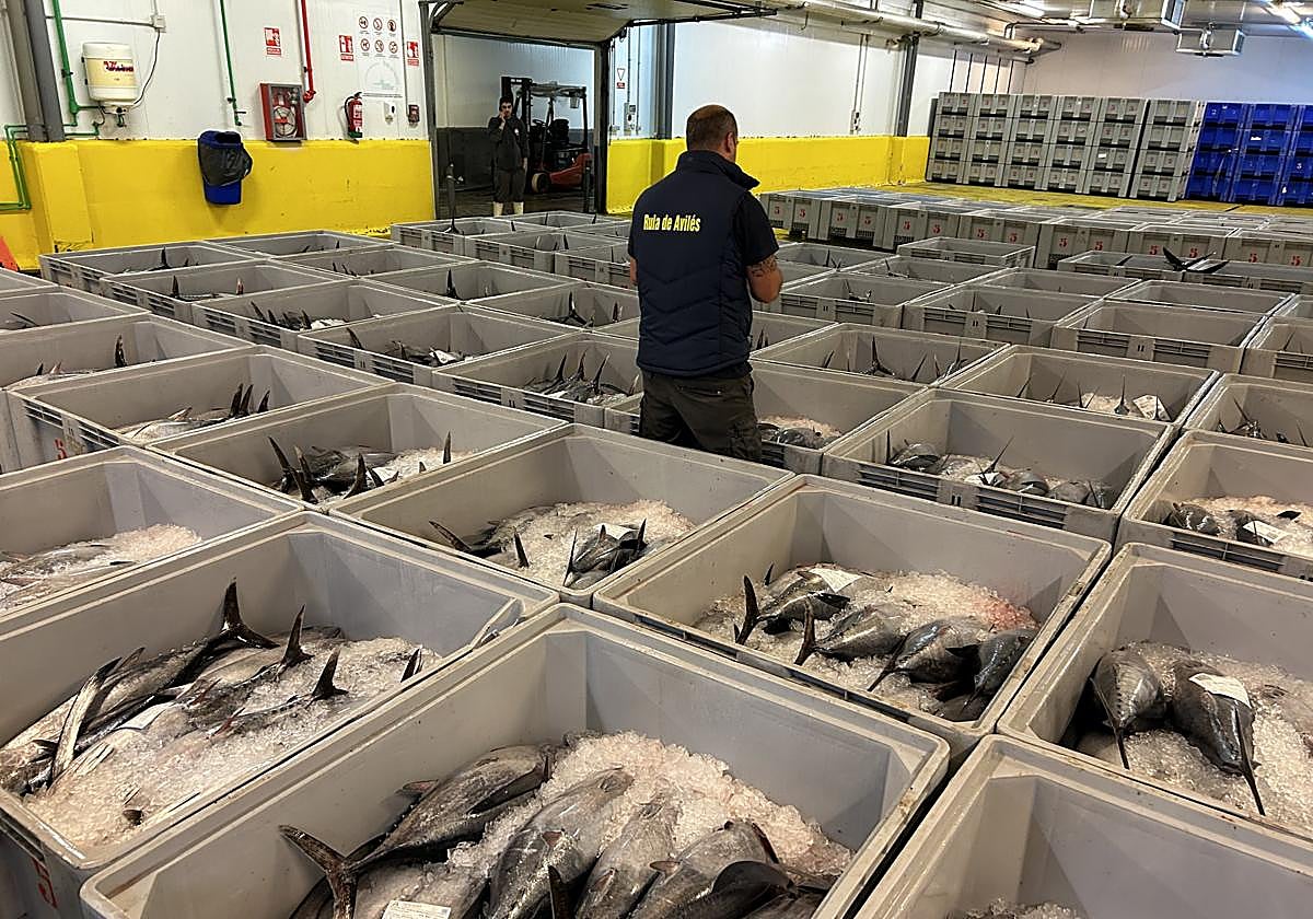 La última subasta se produjo el pasado 16 de octubre, con 8.000 kilos.