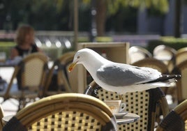 Una gaviota, subida a la mesa de una terraza de hostelería en Gijón.