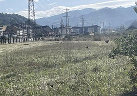 Parte de la amplia zona verde que rodea al futuro recinto ferial de Talleres del Conde, en Langreo, cuyas naves, sin uso, se ven al fondo de la imagen.