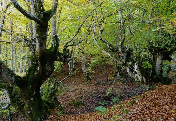 El bosque de hayas conocido como El Castro y las cascadas de el Castru y el Txarin serán los destinos principales de la ruta mañanera