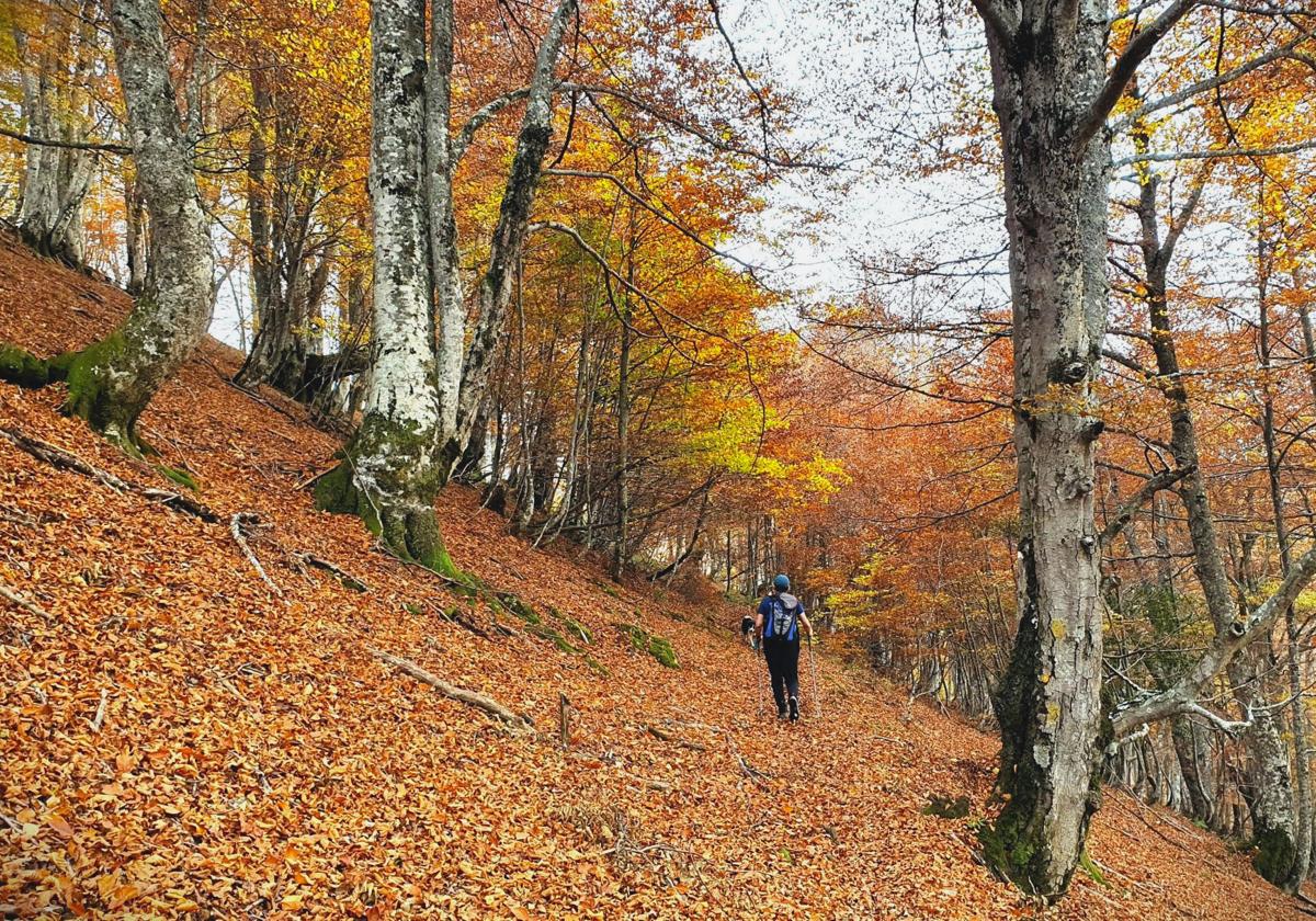 Los bosques de hayas, los saltos de agua y el yoga serán los protagonistas de la primera parte del día, seguidos de un taller de artesanía y un amagüestu con castañas en un refugio de montaña: un plan con pernocta y amanecer en el monte que todavía tiene plazas libres