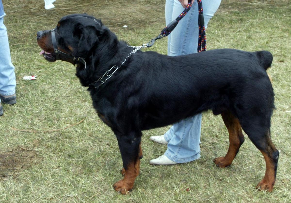 Un rottweiler con bozal.