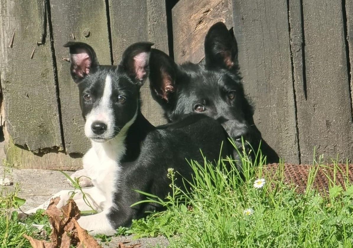 Rescatan a tres perros abandonados sin agua ni comida en una finca de Avilés