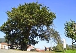 Árbol ubicado en Cornellana, candidato finalista para representar a España en el concurso Árbol Europeo del Año.