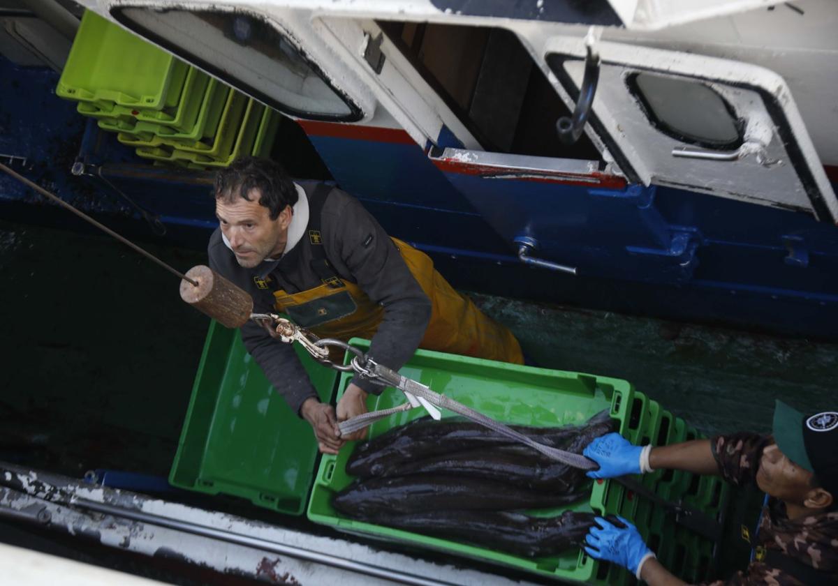 Un momento de descargas ayer de merluza, la principal pesquería de la lonja avilesina