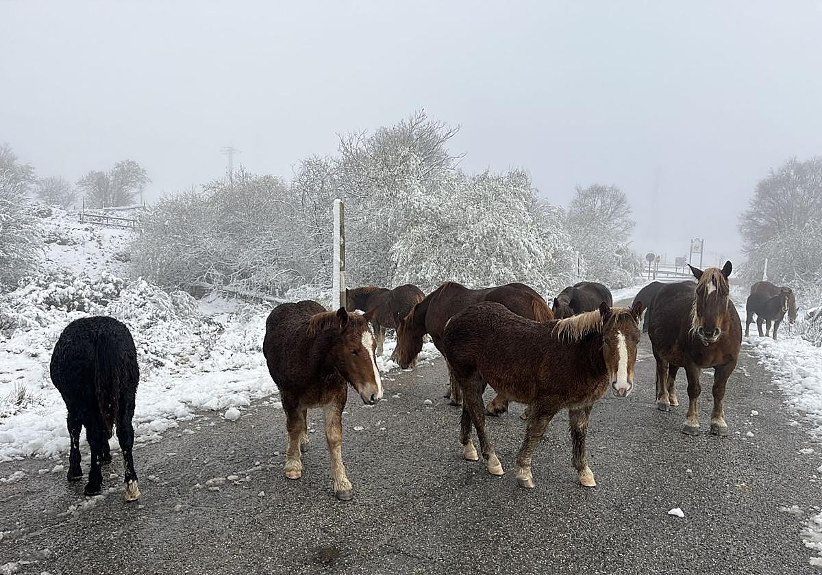Nieve este miércoles en el puerto de Pajares.