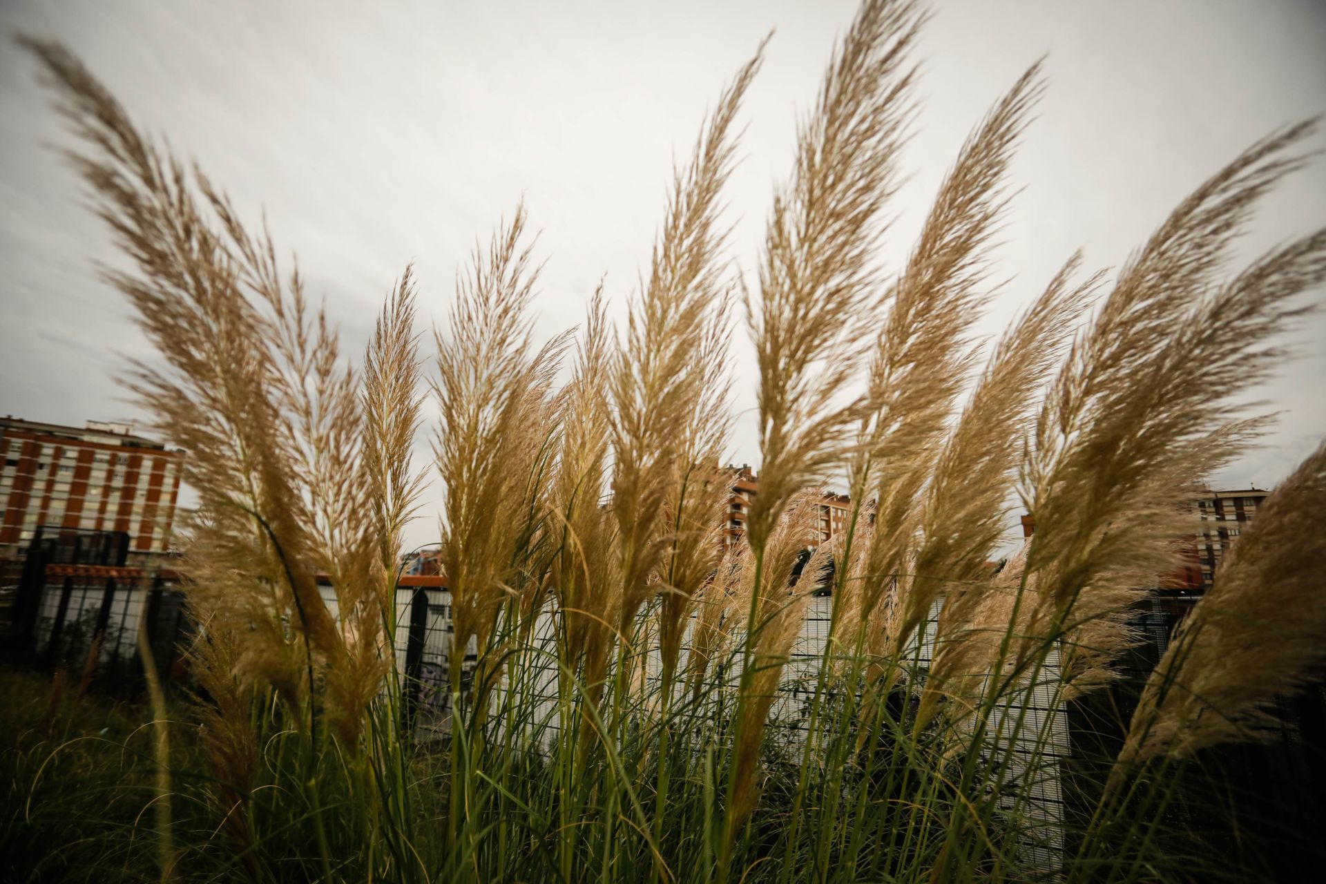 Plumero de la Pampa, en el Solarón.