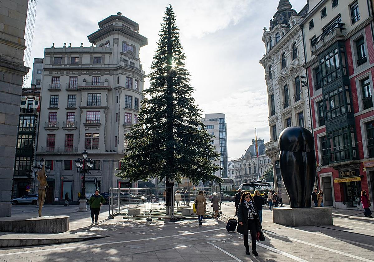 El gran árbol de la calle Pelayo ya está instalado a los pies del Teatro Campoamor.