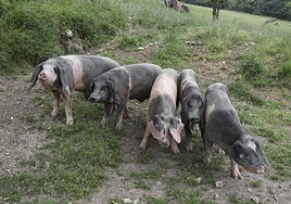 La población de gochu asturcelta cae a la mitad en cinco años