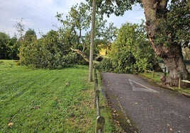 El árbol caído en Somió, en la plaza de la Carbayera de Fojanes.