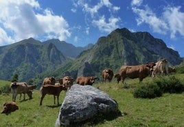 La ruta programada transitará por vegas de pastoreo y profundas gargantas, mostrando un paisaje espectacular de una zona poco conocida en el mapa senderista asturiano.